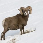 A Mycoplasma ovipneumoniae, or Movi, outbreak west of Diamond Valley, Alta., in 2023 resulted in 18 Bighorn sheep that were either found dead or needed to be culled to prevent spread of the illness. | Government of Alberta photo