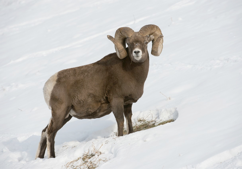 A Mycoplasma ovipneumoniae, or Movi, outbreak west of Diamond Valley, Alta., in 2023 resulted in 18 Bighorn sheep that were either found dead or needed to be culled to prevent spread of the illness. | Government of Alberta photo