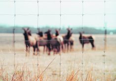 Deer and elk producers in Saskatchewan who have an animal test positive for chronic wasting disease must still test for the disease but can now continue to sell their meat.  |  File photo