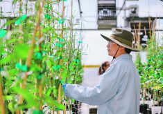 Qing-Ming Gao, group leader for trait development, examines canola plants at a Cibus Inc. greenhouse in San Diego. |  Cibus Inc. photo