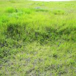 The grasslands mapping project is expected give producers the ability to know the status of every inch of their soil. | File photo
