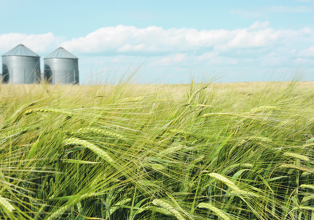 Of the top eight crops, barley had the worst profit expectation with a net loss of $191.21 per acre.  |  File photo
