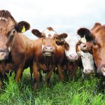 A proposed research project looking for ways to help producers breed cattle that emit less methane would attempt to do for the beef industry what a similar Canadian research initiative did for the dairy industry. | File photo