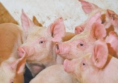 When we hear hoofbeats, we should first think horses, but we cannot forget zebras exist. | File photo