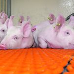 With sows now having 18 to 22 piglets per litter, the fight for access to milk can be intense. | File photo
