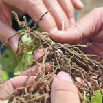 While a research study found that few commercially available biological nitrogen-fixing products work, scientists remain hopeful that the challenges facing this technology will one day be overcome. | File photo