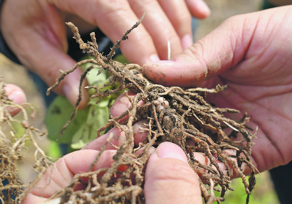 While a research study found that few commercially available biological nitrogen-fixing products work, scientists remain hopeful that the challenges facing this technology will one day be overcome.  |  File photo