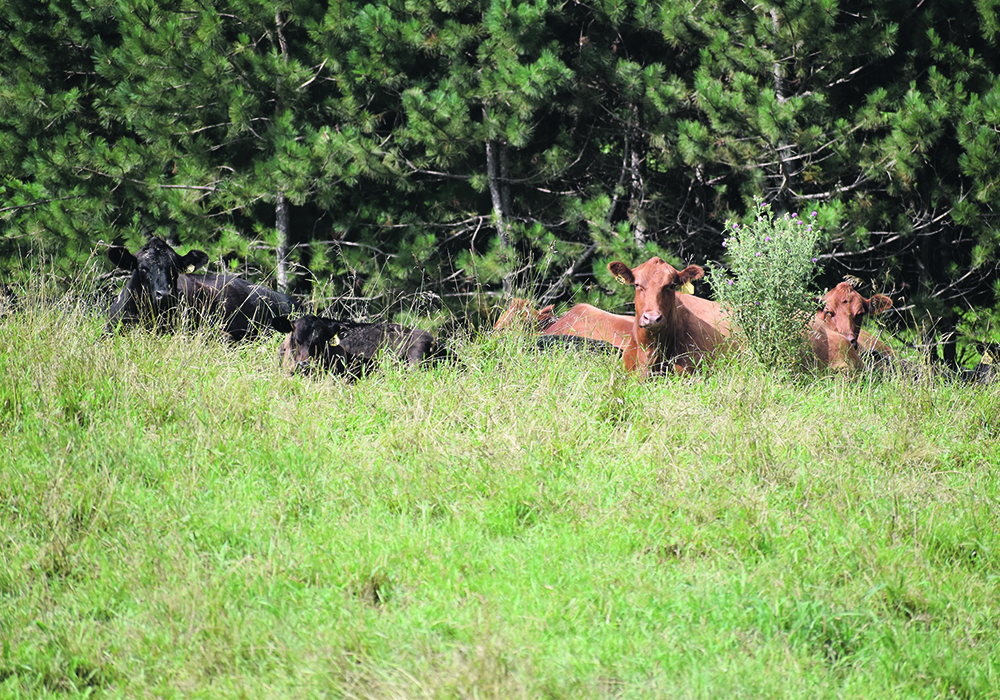 From 2009-23, Canada’s beef cow herd declined from 4.5 million head to around 3.56 million.  |  File photo