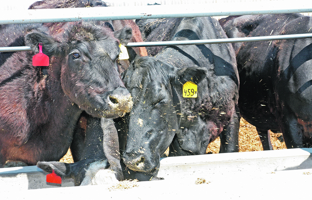 A recent Canadian Agri-Food Policy Institute (CAPI) report noted, “higher emitting countries would import animal products from Canada to meet their demands and reduce their own production in animal industries. This is not occurring, however.” | File photo