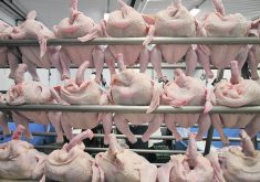 The author writes that no one begrudges farmers a fair living, but chicken farmers need to be up front about why they need a price increase.  |  File photo
