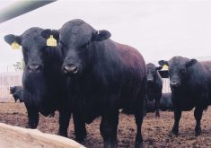 Holdstock Livestock Ltd. pleaded guilty Feb. 13 to one violation of Occupational Health and Safety Regulations after an incident April 7, 2022. A worker was seriously injured after a bull charged and knocked the person to the ground. |  File photo