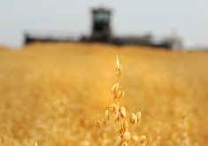 Brad Boettger, POGA chair and a farmer from east of Edmonton, said a recent study from the Environmental Working Group (EWG) is fear mongering to raise doubts about the safety of oats. | File photo