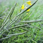 Roughly 2.5 million tonnes of canola seed equivalent stocks are now used for biofuel markets in Canada, the United States and the European Union, but industry officials say it could grow to five million by 2026 and as high as eight million by 2030. | File photo