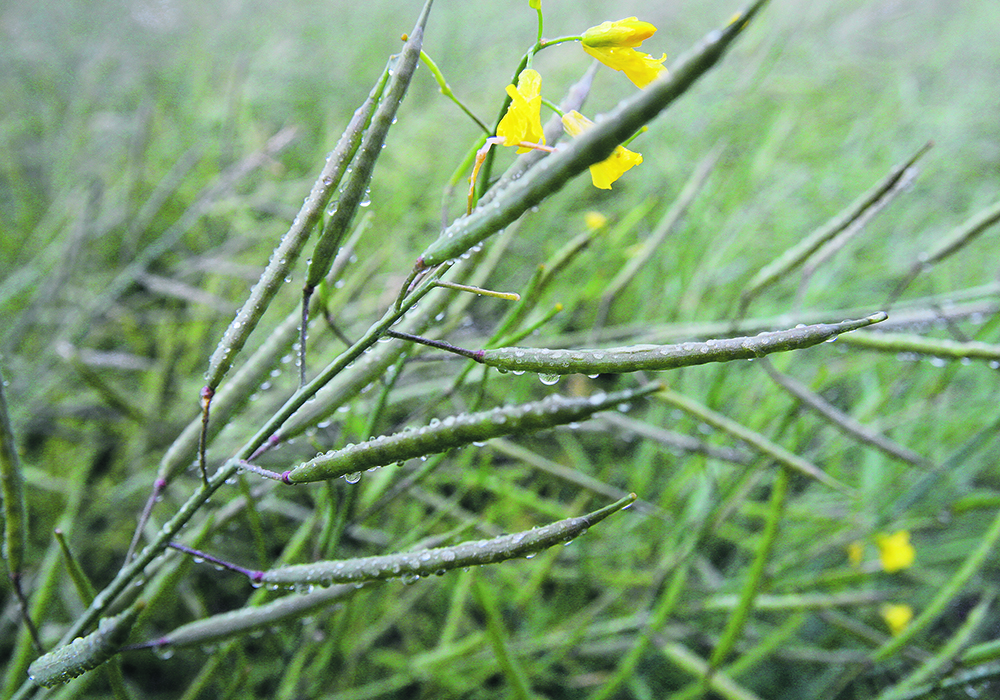 Roughly 2.5 million tonnes of canola seed equivalent stocks are now used for biofuel markets in Canada, the United States and the European Union, but industry officials say it could grow to five million by 2026 and as high as eight million by 2030.  |  File photo