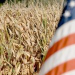Declining income could lead to a ripple effect across the rural economy in a presidential election year as producers become more cautious about making large asset purchases such as new machinery or land. | File photo