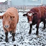 A 90-day consultation process last year about the Canadian Food Inspection Agency’s proposed changes to national livestock traceability rules found general support for the proposals, but producers had concerns about the time required to adhere to some of the requirements. | File photo