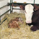Preventive measures have greatly reduced calf scours, respiratory disease and navel infection in newborn calves. | File photo