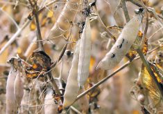 Recently announced pulse research funding will support projects such as efforts to understand how genetic, agronomic and environmental factors influence the content and quality of protein found in yellow peas.  |  File photo