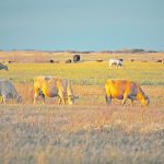 Ranchers across Western Canada can take solace in the fact that government bodies are expanding and extending deadlines in the Canada Drought Livestock Assistance Initiative. | File photo
