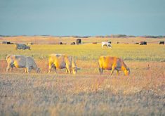 Ranchers across Western Canada can take solace in the fact that government bodies are expanding and extending deadlines in the Canada Drought Livestock Assistance Initiative. | File photo