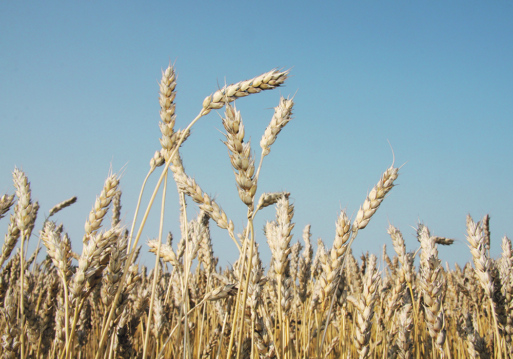 Indonesian millers bought 300,000 tonnes of lower quality wheat from the Black Sea region in recent weeks as El Nino weather reduces the country’s corn production.  |  File photo