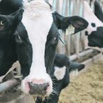 The continued health of the dairy industry will depend on its ability to show consumers its dedication to sustainability, environmental responsibility and economics. Because its competitors will certainly do so. | File photo