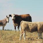Three municipalities in northwestern Alberta say ongoing dry conditions threaten their region’s cattle industry. | File photo