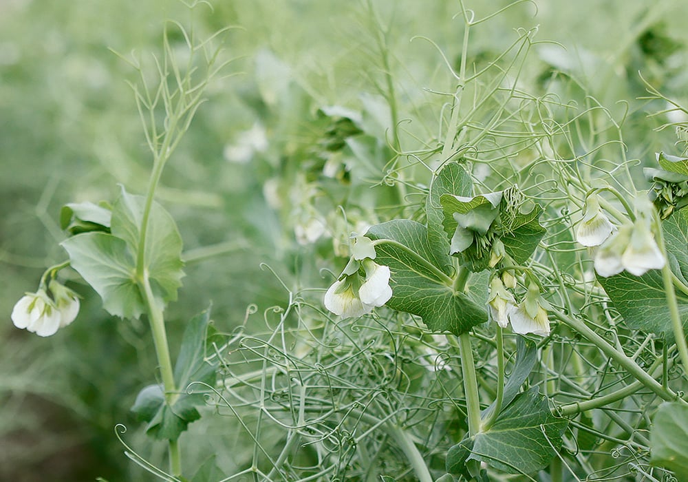The status of India’s import tariff on yellow peas has caused uncertainty for markets this season.  |  File photo