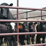 The Agricultural Financial Services Corp. is looking for a diverse group of cow-calf producers across Alberta covering a broad range of feeding styles to provide input on how to improve AgriStability. | File photo