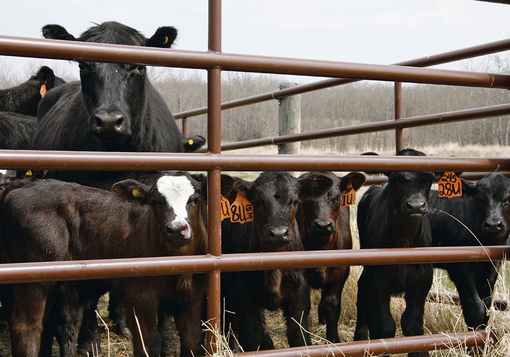 The Agricultural Financial Services Corp. is looking for a diverse group of cow-calf producers across Alberta covering a broad range of feeding styles to provide input on how to improve AgriStability.  |  File photo