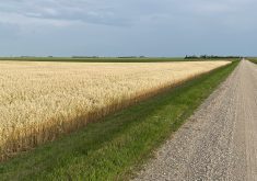 Grain Millers and Paterson Grain, which operate oat mills in Yorkton and Winnipeg, say chlormequat has limited agronomic value and might disrupt demand for Canadian oats. | File photo
