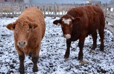 Alberta Farm Animal Care Association has been forced to shut down.  |  File photo