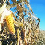 DTN lead analyst Todd Hultman told growers attending the 2024 Commodity Classic conference that corn ending stocks in the United States are forecast to be about the same level they were in the 2015-20 period. | File photo