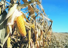 DTN lead analyst Todd Hultman told growers attending the 2024 Commodity Classic conference that corn ending stocks in the United States are forecast to be about the same level they were in the 2015-20 period. | File photo