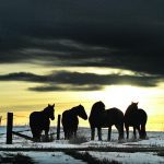 Live horses cannot legally be transported for longer than 28 hours. | File photo