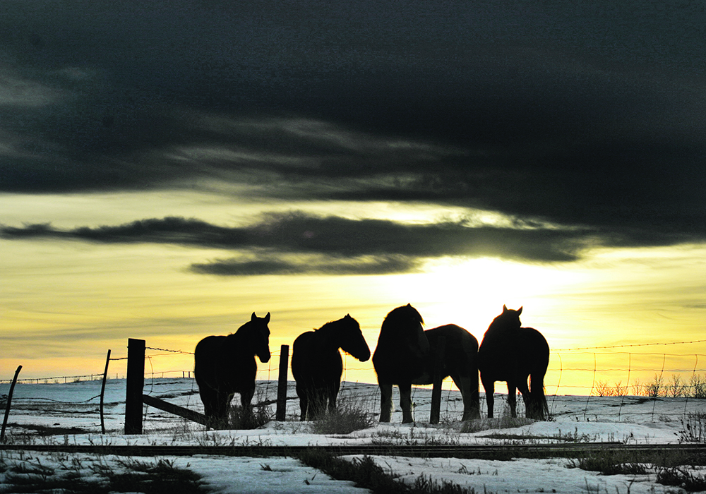 Live horses cannot legally be transported for longer than 28 hours.  |  File photo