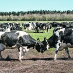 Denmark, a major pork and dairy exporter, could become the first country in the world to levy an emissions tax on farming. | Reuters photo