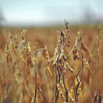 U.S. farmers produced a sizable crop last fall, but Brazilian farmers are harvesting what is projected to be their second-largest crop on record. | File photo