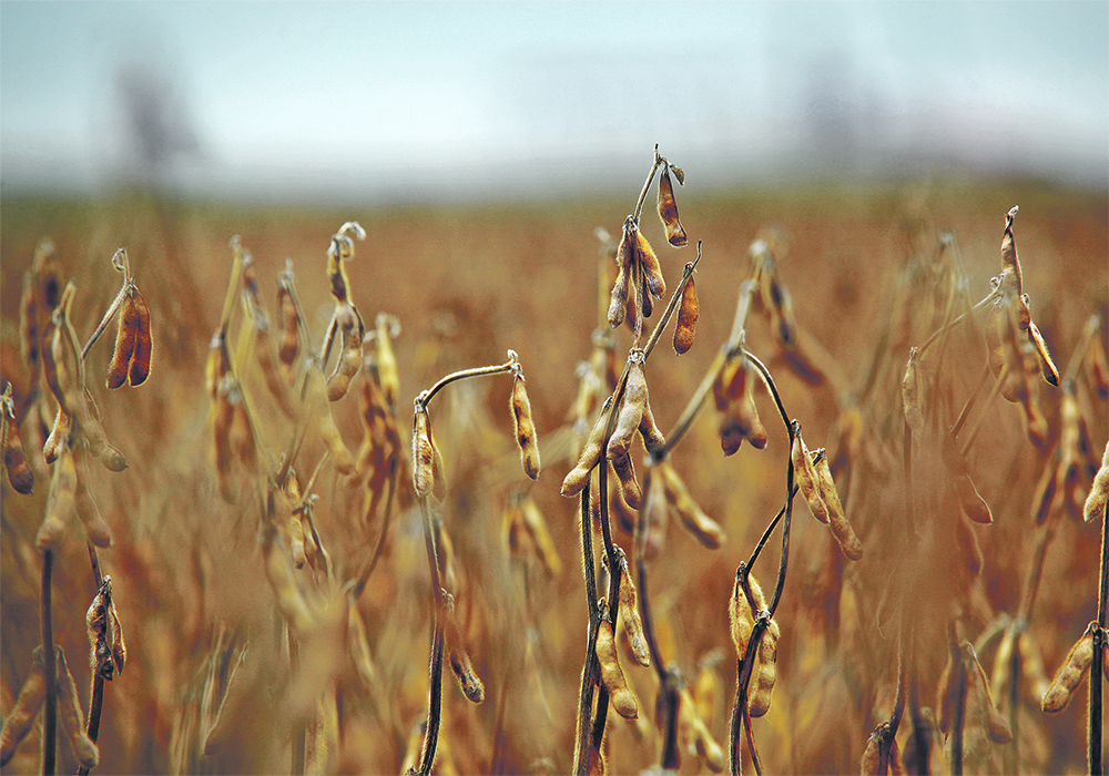 U.S. farmers produced a sizable crop last fall, but Brazilian farmers are harvesting what is projected to be their second-largest crop on record.  |  File photo