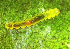 The larval form of what’s now called the soybean tentiform leafminer. | Robert Koch, University of Minnesota photo