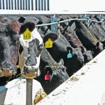 A prominent cattle feeder says formula price arrangements for fed cattle make sense, but they require a cash base price. A viable cash market is necessary or the entire chain suffers. | File photo