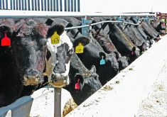 A prominent cattle feeder says formula price arrangements for fed cattle make sense, but they require a cash base price. A viable cash market is necessary or the entire chain suffers.  |  File photo