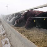 Bovaer is a powdered supplement that cattle feeders and dairy producers can mix with feed to reduce the amount of methane their animals produce. | File photo