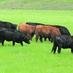 A research project at the University of Saskatchewan put cattle on small plots to see how several different forage species performed under grazing conditions. | File photo