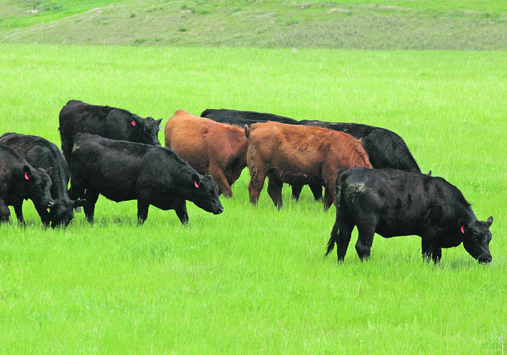 A research project at the University of Saskatchewan put cattle on small plots to see how several different forage species performed under grazing conditions.  |  File photo
