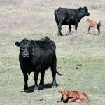 Indigenous primary agriculture gross domestic product is $351 million compared to $35.9 billion from the rest of the industry. | File photo