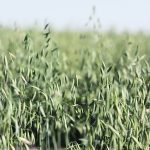 The use of chlormequat by fifteen to 20 percent of Western Canadian oat growers has prompted two class action lawsuits in California against General Mills and Quaker Oats. | File photo