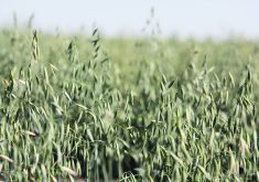 The use of chlormequat by fifteen to 20 percent of Western Canadian oat growers has prompted two class action lawsuits in California against General Mills and Quaker Oats. | File photo