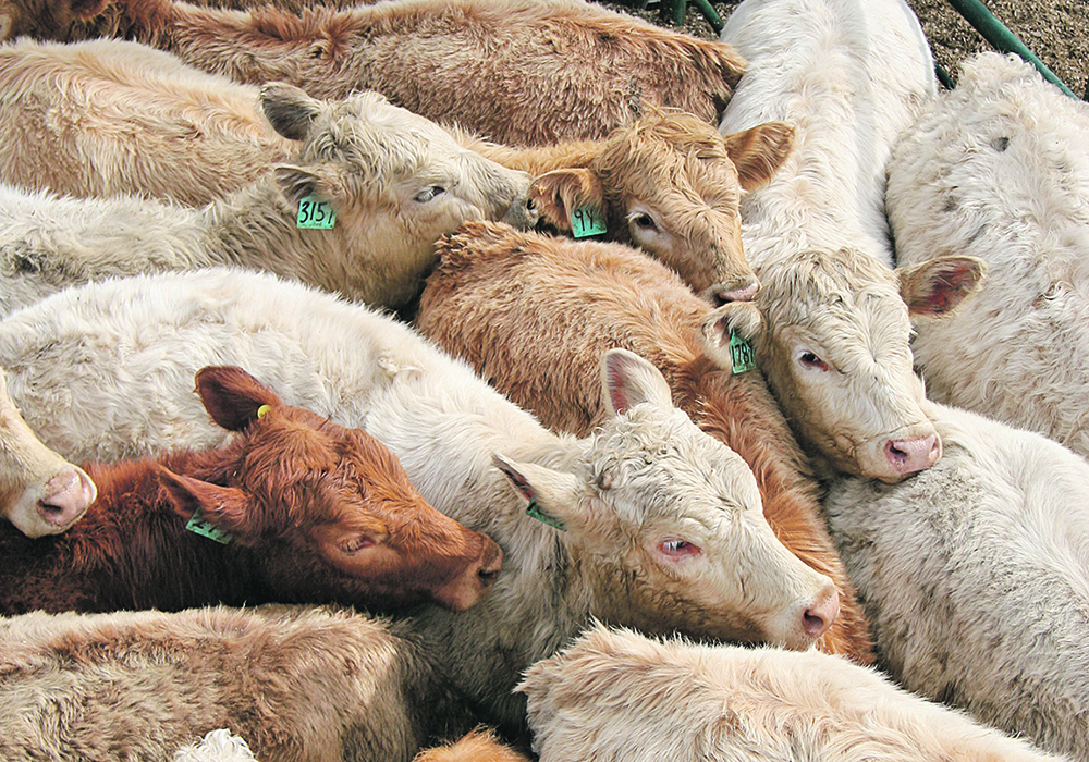 Members of Alberta Beef Producers have been able to apply for refunds since 2009 for all or part of the organization’s checkoff, with the exception of the non-refundable mandatory national portion.  |  File photo