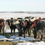 The author writes that rather than openly discuss and address challenges of animal agriculture, some business representatives and politicians have tried to dismiss or misrepresent them. | File photo